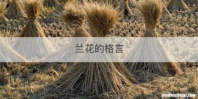 兰花的格言