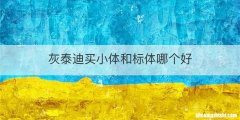 灰泰迪买小体和标体哪个好