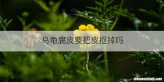 乌龟腐皮要把皮抠掉吗