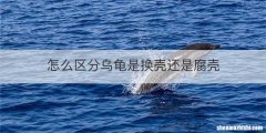 怎么区分乌龟是换壳还是腐壳