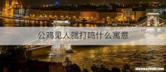 公鸡见人就打鸣什么寓意