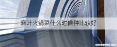 麻叶火锅菜什么时候种比较好