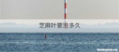 芝麻叶要泡多久