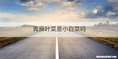 青麻叶菜是小白菜吗