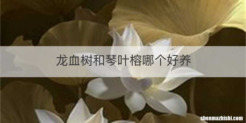 龙血树和琴叶榕哪个好养
