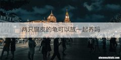 两只腐皮的龟可以放一起养吗
