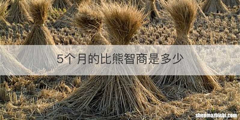 5个月的比熊智商是多少