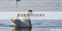 高加索串可以长多大