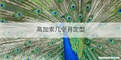 高加索几个月定型