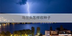 马兰头怎样收种子