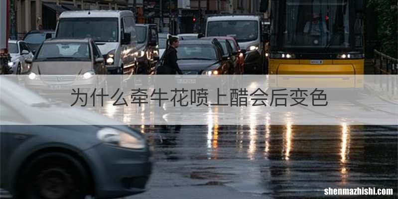 为什么牵牛花喷上醋会后变色