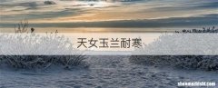 天女玉兰耐寒