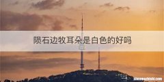 陨石边牧耳朵是白色的好吗