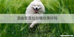 酒曲里面加白糖效果好吗