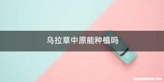 乌拉草中原能种植吗