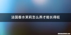 法国香水茉莉怎么养才能长得旺