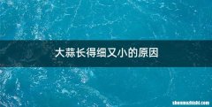大蒜长得细又小的原因