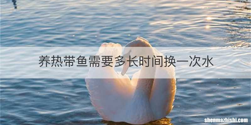 养热带鱼需要多长时间换一次水