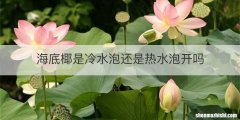海底椰是冷水泡还是热水泡开吗