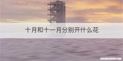 十月和十一月分别开什么花