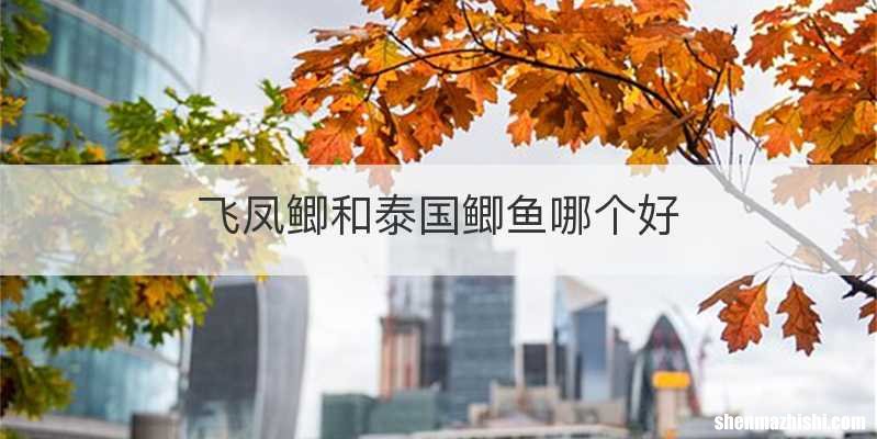 飞凤鲫和泰国鲫鱼哪个好