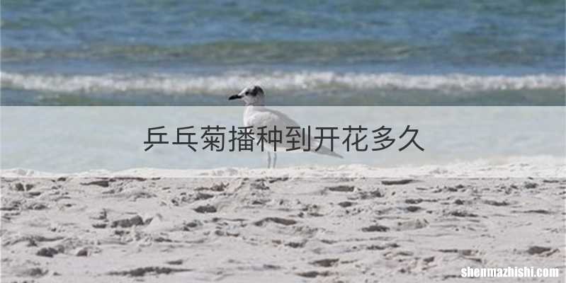 乒乓菊播种到开花多久