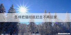 怎样把猫彻底赶走不再回家