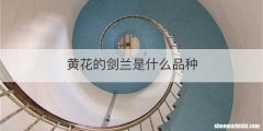 黄花的剑兰是什么品种