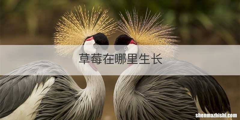 草莓在哪里生长