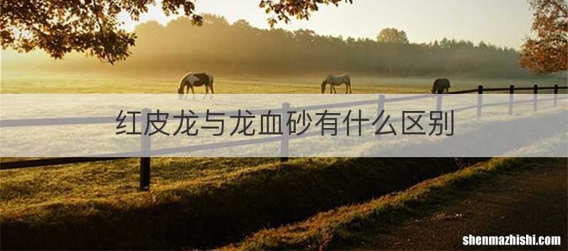 红皮龙与龙血砂有什么区别