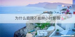 为什么庭院不能种小叶紫薇