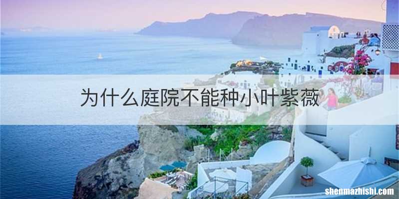 为什么庭院不能种小叶紫薇