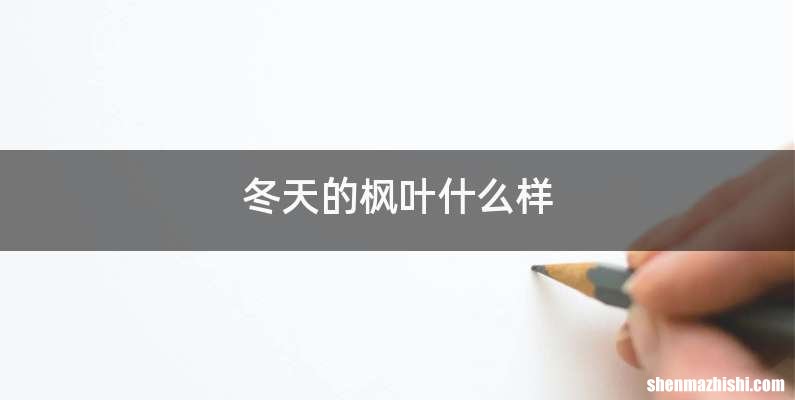 冬天的枫叶什么样