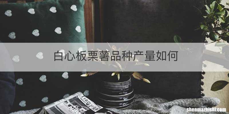 白心板栗薯品种产量如何