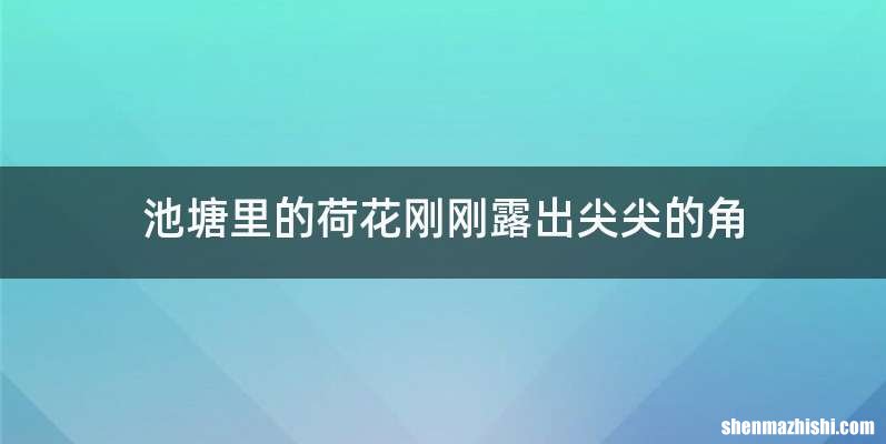 池塘里的荷花刚刚露出尖尖的角