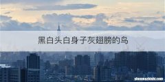 黑白头白身子灰翅膀的鸟
