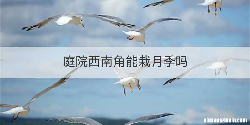 庭院西南角能栽月季吗