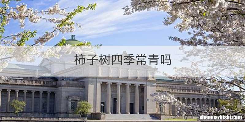 柿子树四季常青吗