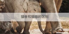 猫舍和猫咖的区别