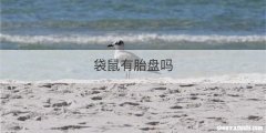 袋鼠有胎盘吗