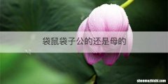 袋鼠袋子公的还是母的