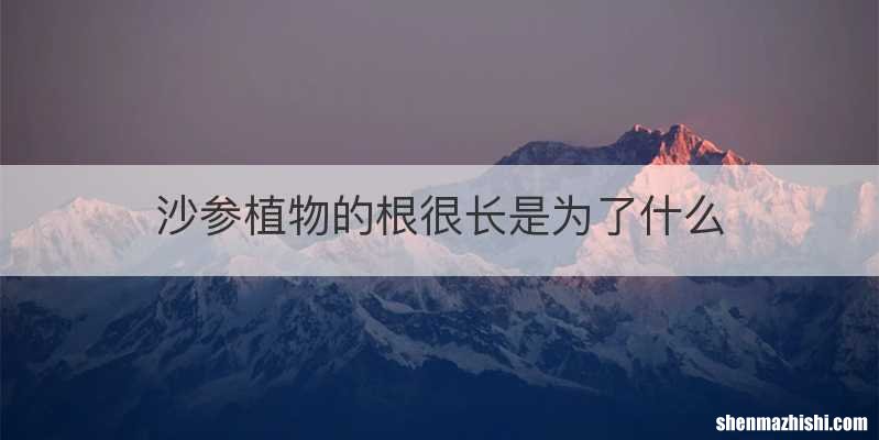 沙参植物的根很长是为了什么