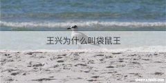 王兴为什么叫袋鼠王