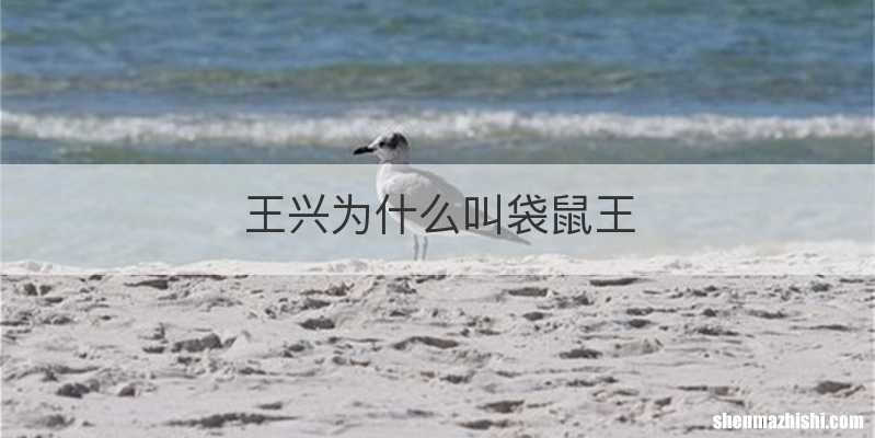 王兴为什么叫袋鼠王