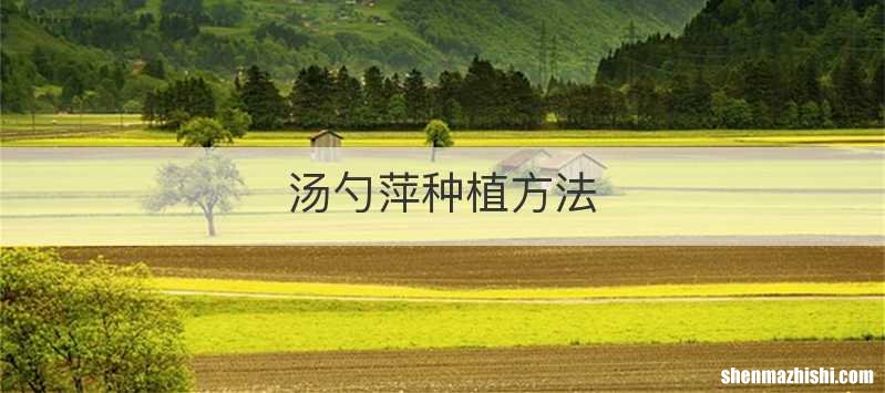 汤勺萍种植方法