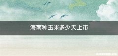 海南种玉米多少天上市