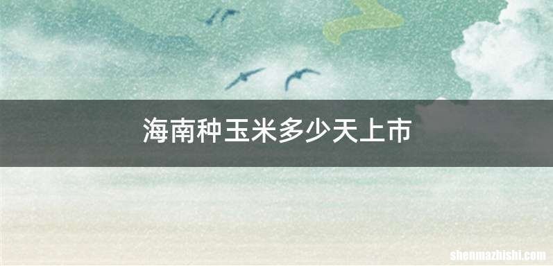 海南种玉米多少天上市