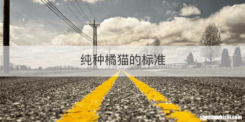 纯种橘猫的标准