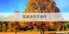 猛禽进市区条件