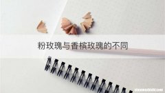粉玫瑰与香槟玫瑰的不同